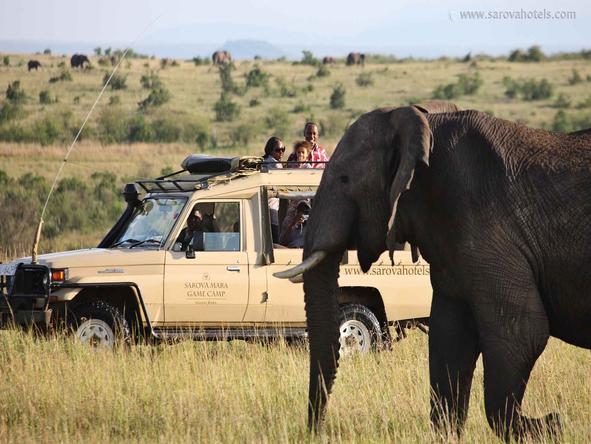 Sarova Mara Game Camp - Game Drive 